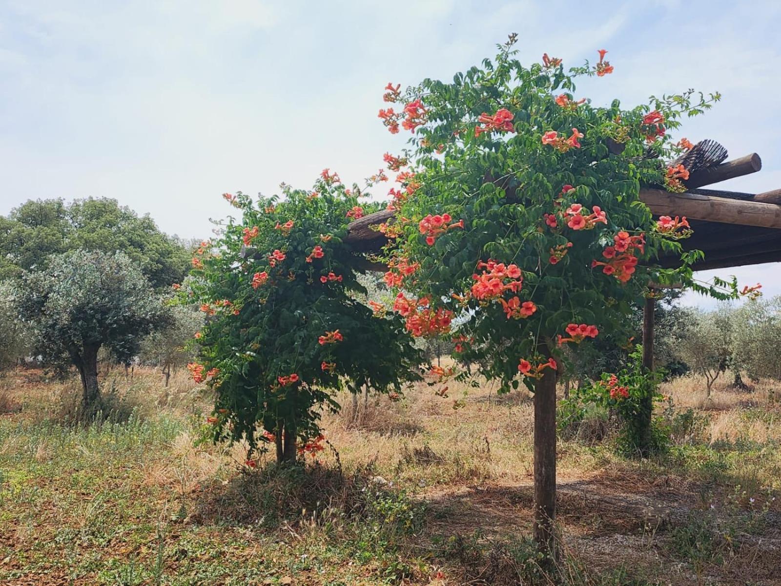 Montinho Do Palanque Villa Viana do Alentejo Eksteriør billede